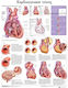 Ανατομικός Χάρτης: Καρδιαγγειακή Νόσος
