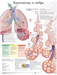 Ανατομικός Χάρτης: Κατανοώντας το Άσθμα
