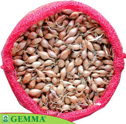 Gemma Bulb Ceapa 1.0kg