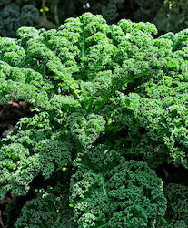 Kale STARBOR F1 2500 seeds