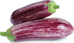 Eggplant Oscar F1 500 seeds