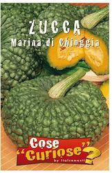 Seed Pumpkin Marina di Chioggia Pumpkin seed