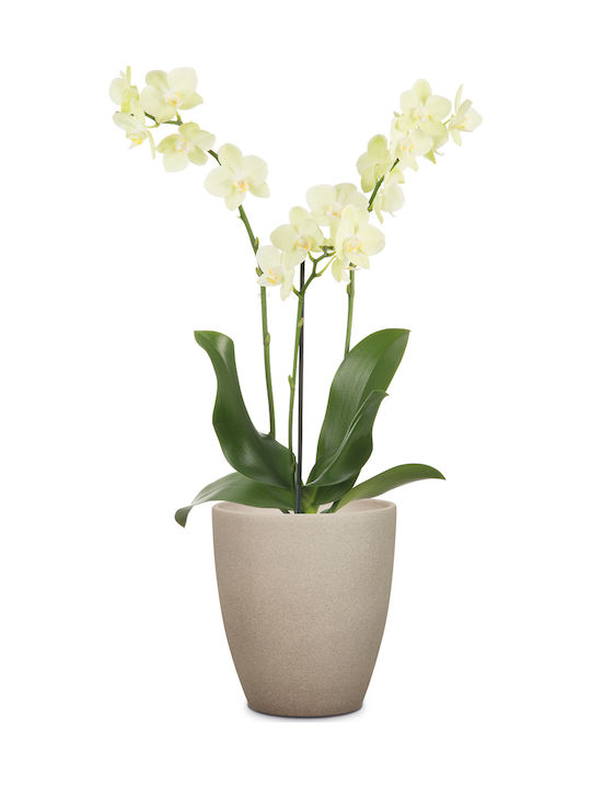 Scheurich Orchidee Raupe 620