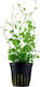 Tropica Hydrocotyle Tripartita Potted Hydrocotyle Live Aquarium Plant