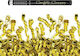 Tun 60cm cu Auriu Metallizat Confetti 1buc