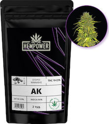 Hempower AK Feminized Seeds Cannabis 2pcs