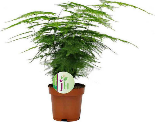 Asparagus Setaceus Height 40cm Asparsetac12cm