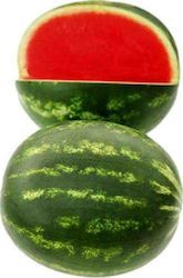 Syngenta Fascination Seeds Watermelon 1000pcs