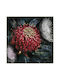 Iliadis Red Flower With Blue Leaves Painting Oil Painting on Canvas 82x82cm