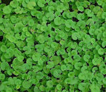 Semințe de trifoi ornamental scurt, Dichondra Reppens 250g - Nici o cosire sau o cosire minimă (15gr/m2)