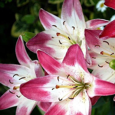 Lilium Fragrant Lollypop Packet of 2 Bulbs