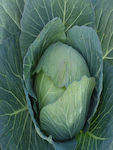 SEED HYBRID CABBAGE POTOMAK F1 2500 SEEDS