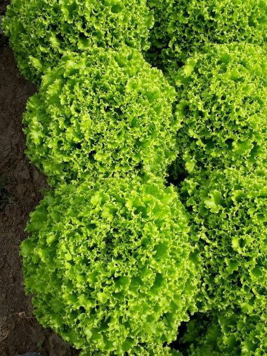 Fytro seeds Seeds Lettuce Gotham 5000pcs