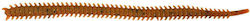 Marukyu Power Isome Large Glow Artificial Bait Fluorescent Brown Set 15pcs
