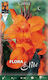 Gemma Canna Wyoming 819421 Seeds Canna Orange