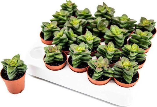 Crassula 'springtime' 5.5cm