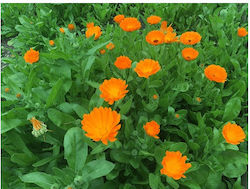 Calendula seed