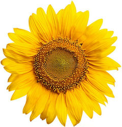 Geoponiki Sunflower Seeds 100pcs