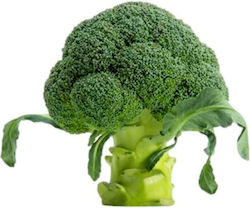 Broccoli Ulysses | 10000 seeds