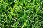 Grass Seed Wild Grass - Blend 21 VILLA 25gr - A reliable blend for every type of soil and for every use