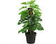 Atmosphera Artificial Plant in Small Pot Monstera Κασπώ Green 35cm 1pcs