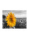 Cb cases Gemälde auf Leinwand 80x60cm