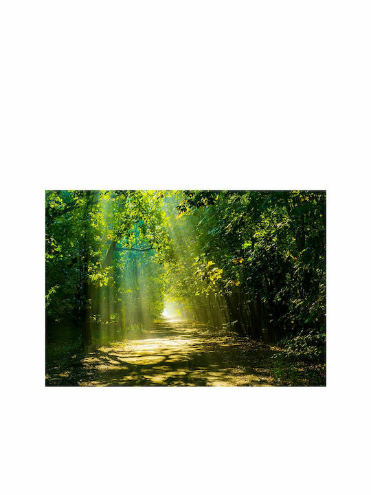 Fototapet de Perete 250x175cm Road in Sunlight Tesatura