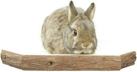 Kerbl Τρωκτικών Vantage Point for Rabbit 26x26x4cm