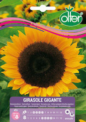 Ηλιοτρόπιο Γίγας – Girasole Seeds Sunflower Yellow