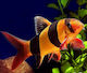 Abyssos Clown Loach (Chromobotia Macracanthus) 5cm