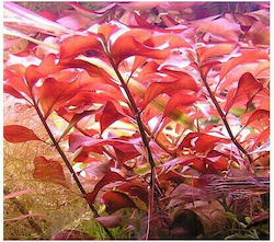 Misirlis Aquarium Ludwigia Mullerti(ΦΠ) Lebende Aquariumspflanze Ludwigia Palustris 11412