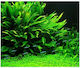 Misirlis Aquarium Microsorum Pteropus (Java Fern)(ΦΠ)