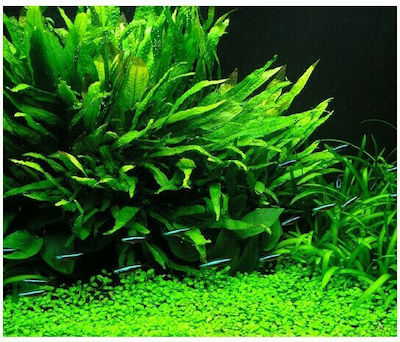 Misirlis Aquarium Microsorum Pteropus (Java Fern)(ΦΠ) Lebende Aquariumspflanze Microsorum 11547