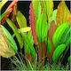 Misirlis Aquarium Echinodorus Red Diamond(ΦΠ) Plantă acvatică vie Echinodorus bleheri 13252