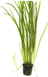 Misirlis Aquarium Vallisneria Spiralis Tiger(φπ) Vallisneria americana 13226 Misirlis Aquarium Vallisneria Spiralis Tiger(φπ) Vallisneria americana 13226