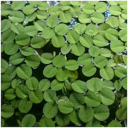 Misirlis Aquarium Salvinia Natans Fp Live Aquarium Plant 13878