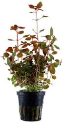 Tropica Mini Super Red Potted Lebende Aquariumspflanze Ludwigia Palustris 12276