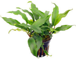SonGrow Songrow Anubias Barteri Glabra