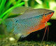 Gourami Pearl Trichopodus Leerii 4,5cm