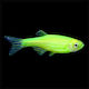 Zebra Danio Luminous Green 3,4cm