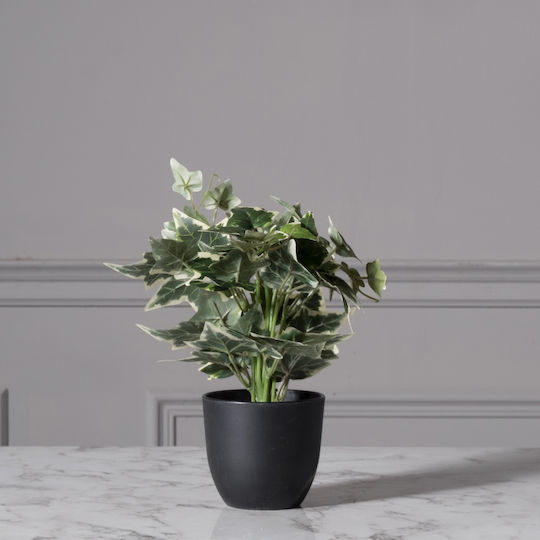 Κισσός σε Γλαστράκι 30cm Supergreens