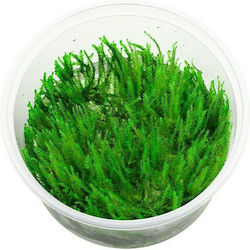 Vesicularia Dubyana Christmass Moss Vitro Lebende Aquariumspflanze 64720