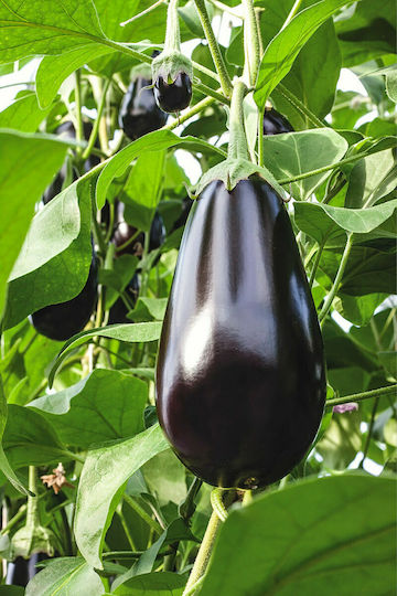 Agrotikos Oikos Spyrou Seeds Aubergine Bartok 500pcs