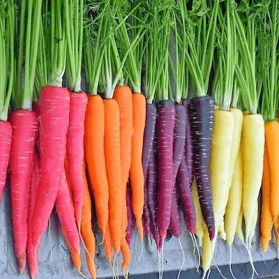 Γενική Φυτοτεχνική Αθηνών Πολύχρωμα F1 Seeds Carrot