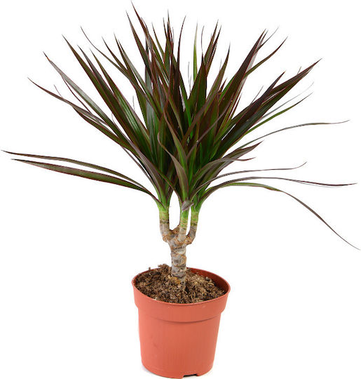 Agrosmart Dracaena Marginata Höhe 60cm