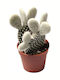 Green Leaf Cactus Albispina Height 10cm