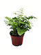 Green Leaf Fern Height 50cm