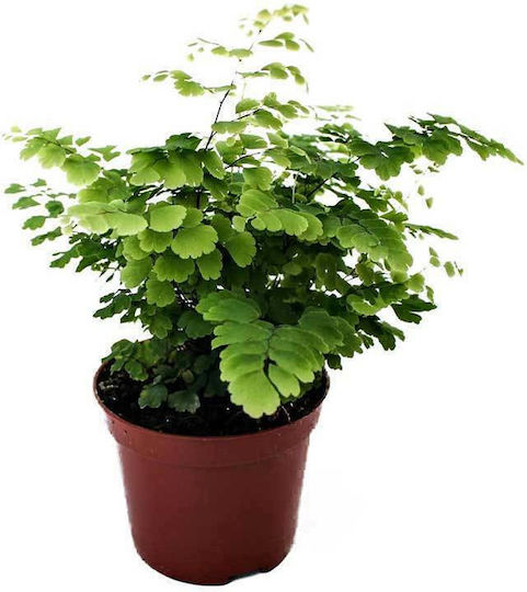 Green Leaf Fern Height 50cm
