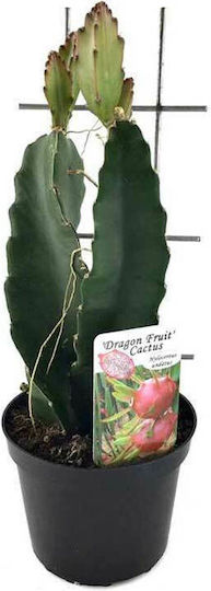 Hylocereus 'Drachenfrucht' 12cm