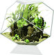 Ciano Nexus Pure Diamond Teren pentru reptile W...